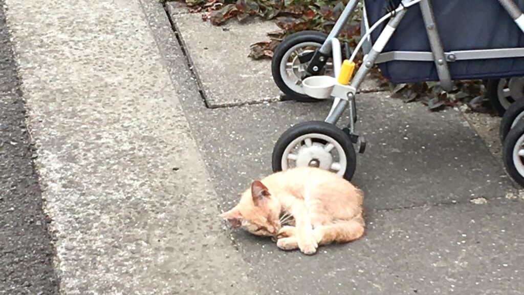 高見島