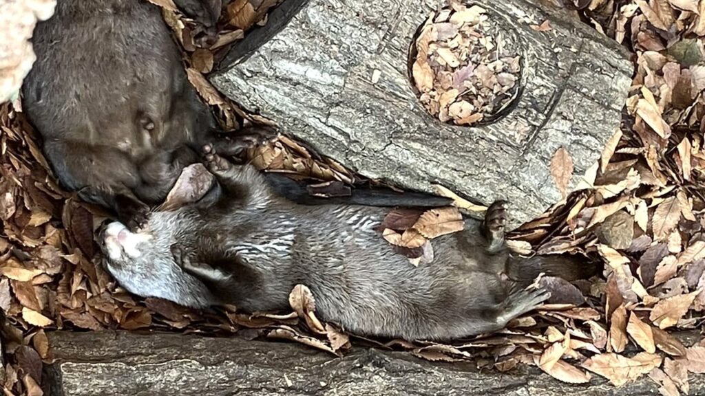 東山動植物園ナイトZOO